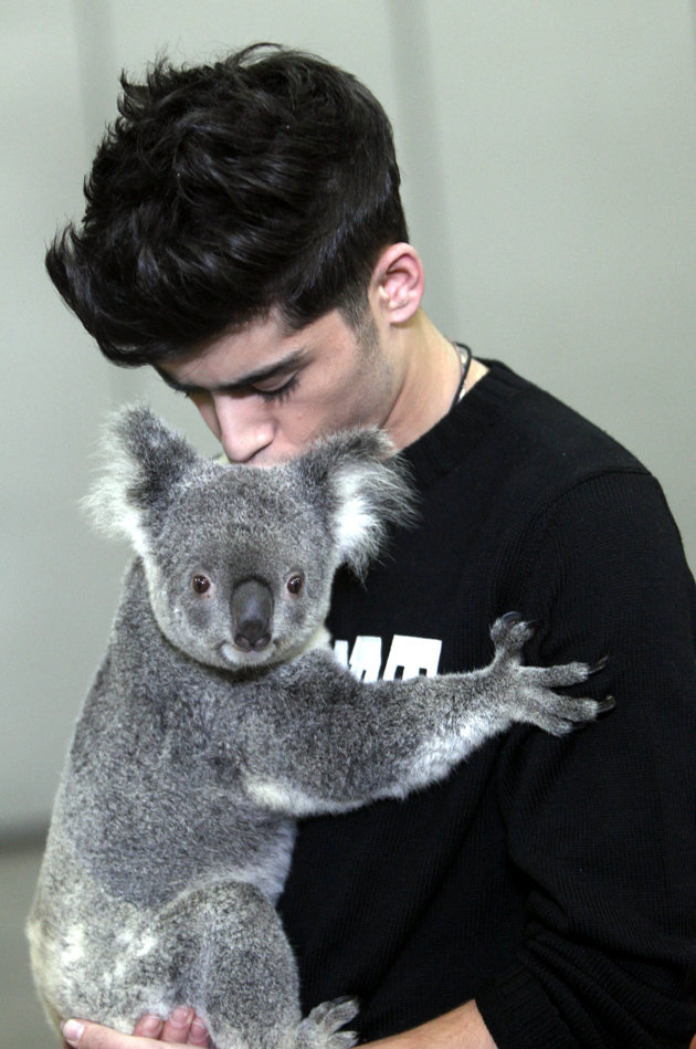 zayn-malik-koala-1